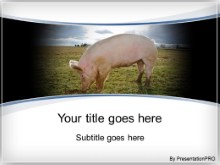 Download piggy PowerPoint Template and other software plugins for Microsoft PowerPoint