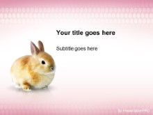 Download beautiful bunny PowerPoint Template and other software plugins for Microsoft PowerPoint