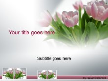 Download tulips in spring PowerPoint Template and other software plugins for Microsoft PowerPoint