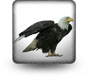 Download bald eagle b PowerPoint Icon and other software plugins for Microsoft PowerPoint