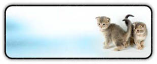 Download kittens h PowerPoint Icon and other software plugins for Microsoft PowerPoint