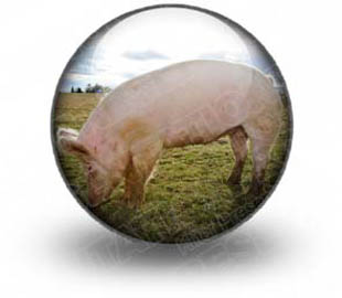 Download pig_oink_s PowerPoint Icon and other software plugins for Microsoft PowerPoint
