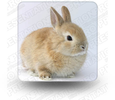 Bunny 01 Square PPT PowerPoint Image Picture