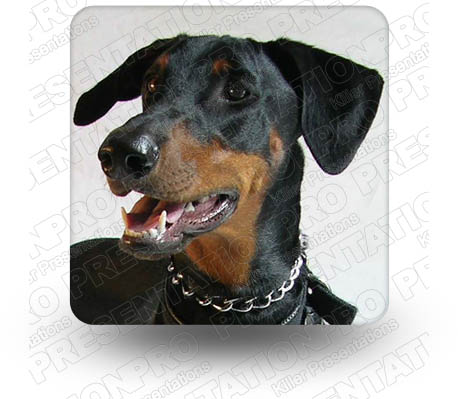 Doberman 01 Square PPT PowerPoint Image Picture