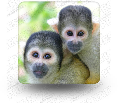 Monkies 02 Square PPT PowerPoint Image Picture