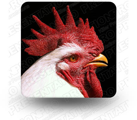 Rooster 01 Square PPT PowerPoint Image Picture