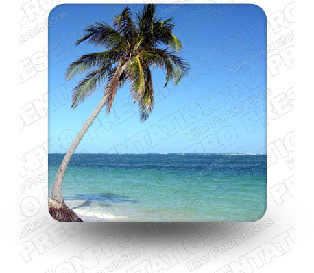 Palm 01 Square PPT PowerPoint Image Picture