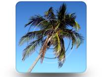 Palm 02 Square PPT PowerPoint Image Picture