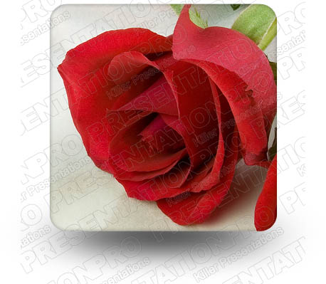 Roses 03 Square PPT PowerPoint Image Picture
