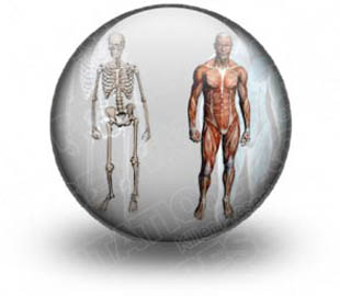 Download male anatomy s PowerPoint Icon and other software plugins for Microsoft PowerPoint