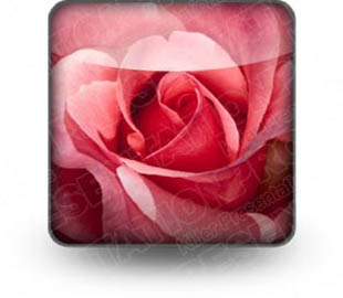 Download rose petals b PowerPoint Icon and other software plugins for Microsoft PowerPoint
