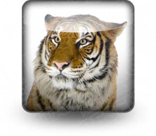 Download tiger b PowerPoint Icon and other software plugins for Microsoft PowerPoint
