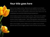 Tulips Trio PowerPoint Template text slide design