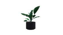 Desk Plant 1 3DModel