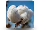 Cotton 01 Square PPT PowerPoint Image Picture