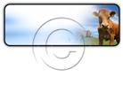 Download cows h PowerPoint Icon and other software plugins for Microsoft PowerPoint