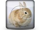 Download rabbit b PowerPoint Icon and other software plugins for Microsoft PowerPoint