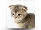 Kitten 01 Square PPT PowerPoint Image Picture