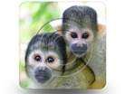Monkies 02 Square PPT PowerPoint Image Picture