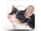 Mouse 02 Square PPT PowerPoint Image Picture