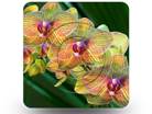 Orchids 01 Square PPT PowerPoint Image Picture