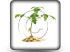 Money Plant S PPT PowerPoint Image Picture