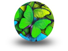 Butterflies Green Circle