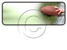 Download football h PowerPoint Icon and other software plugins for Microsoft PowerPoint