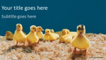 Baby Ducks Widescreen PPT PowerPoint Template Background