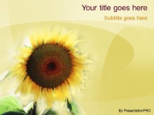 Download sunflower PowerPoint Template and other software plugins for Microsoft PowerPoint