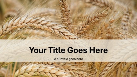 Wheat Field Widescreen PowerPoint Template title slide design