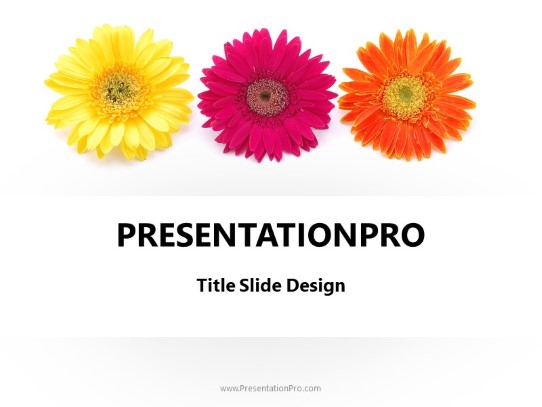 Gerber Daisy Flowers PowerPoint Template title slide design