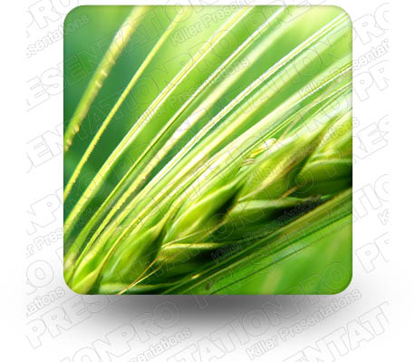 Grass 01 Square PPT PowerPoint Image Picture