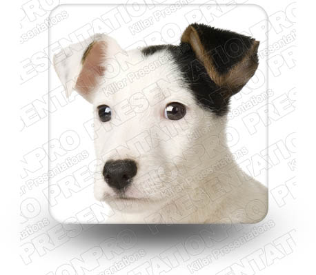 Puppy 01 Square PPT PowerPoint Image Picture