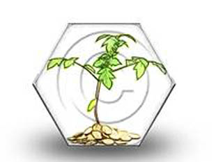 Money Plant Color Pencil HEX PPT PowerPoint Image Picture