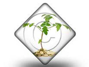 Money Plant DIA PPT PowerPoint Image Picture