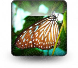 Download butterfly b PowerPoint Icon and other software plugins for Microsoft PowerPoint